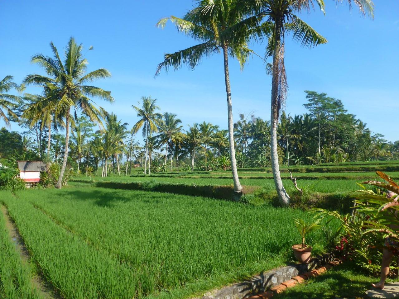 ホテル Bali Sawah Indah ウブド エクステリア 写真